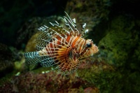 Perutyn ohnivy - Pterois volitans - Lionfish o8229